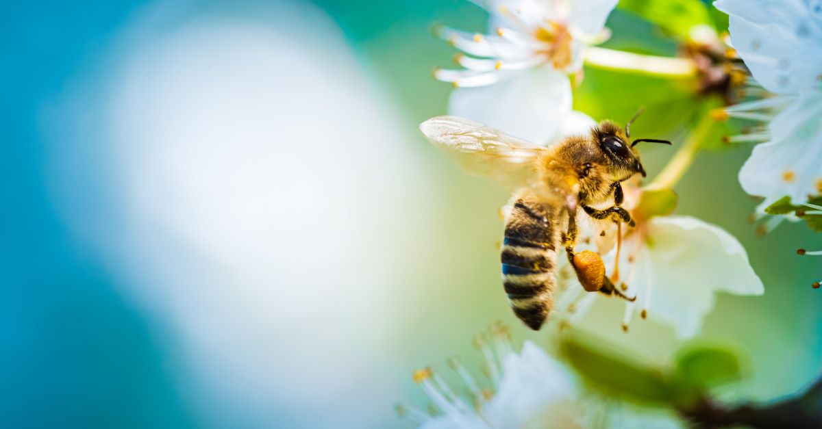 Bienen schützen im Garten: Tipps für Tübingen