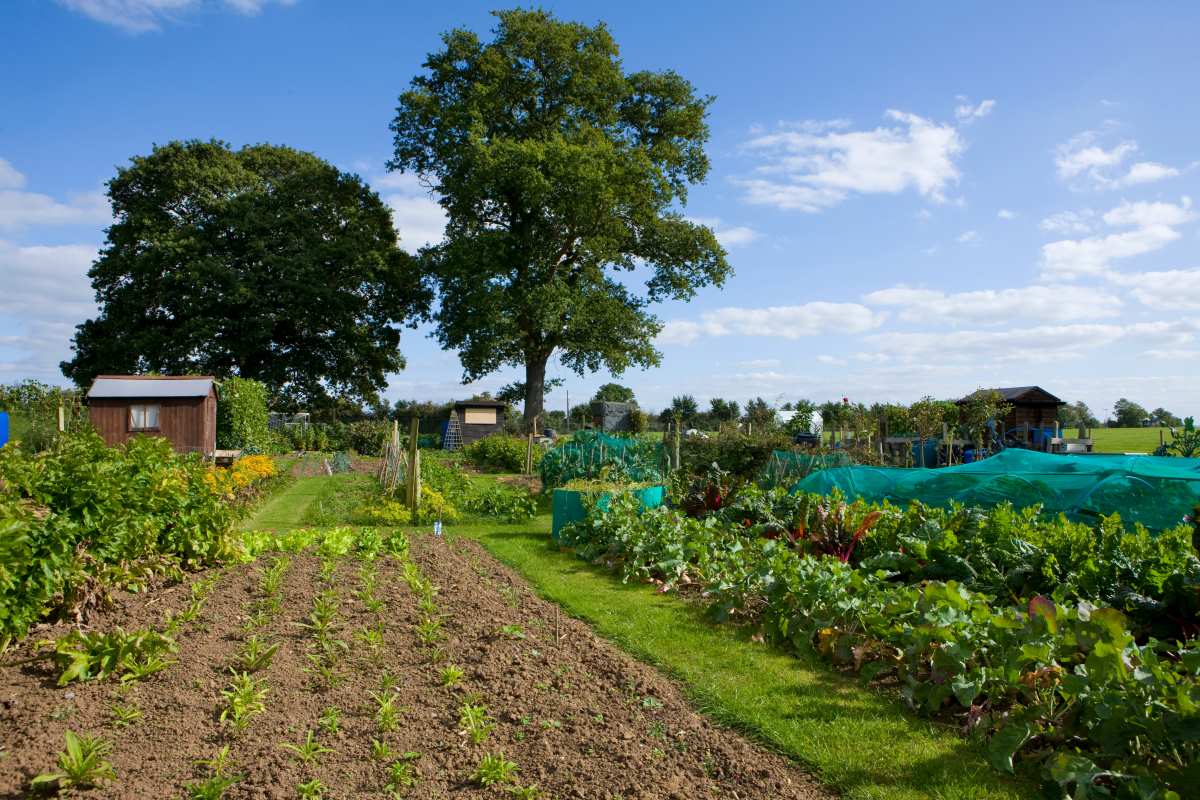 Gartengrundstück in Tübingen kaufen oder pachten – was passt