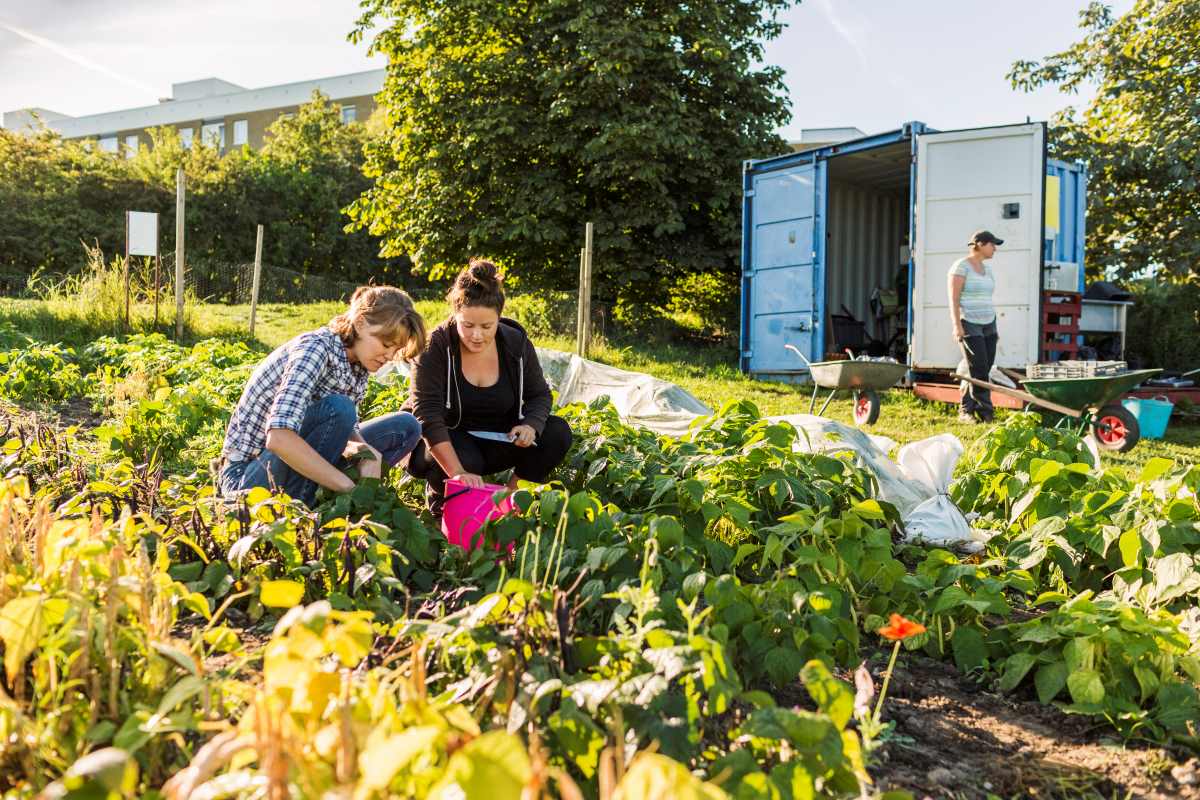 Gemeinschaftsgarten in Tübingen anlegen – Gemeinsam gärtnern