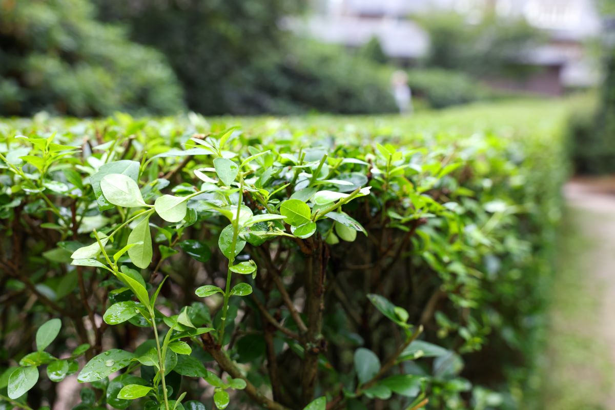 Hecke schneiden: Schonzeiten & Rechtliches | BNatSchG