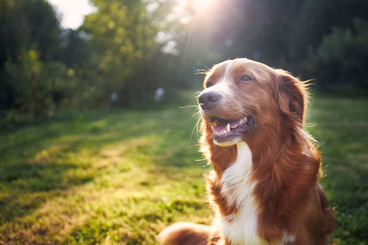 Hund vermisst in Tübingen — erste Schritte & Tipps