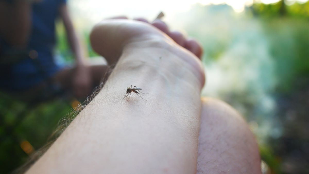 Insektenstiche in Tübingen: Erste Hilfe, richtige Reaktion u