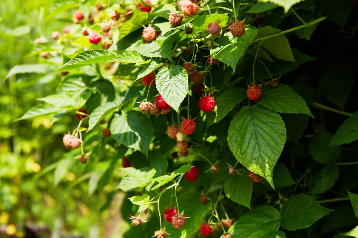 Streuobstwiese mit Hecke einfrieden — was geht in Tübingen?