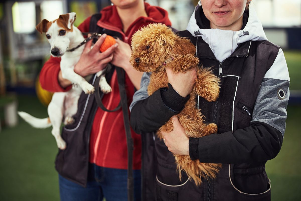 Tierheim Tübingen: Tier adoptieren statt kaufen